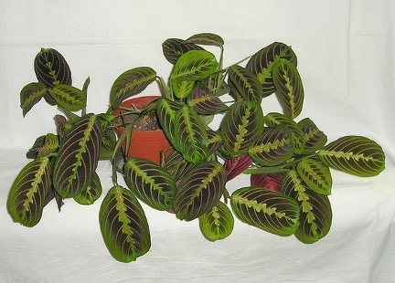 Maranta leuconeura - also known as the lemon lime prayer plant
